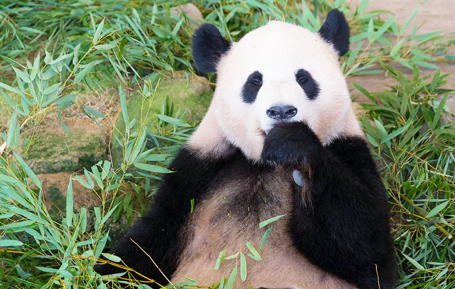 東京都恩賜上野動物園写真
